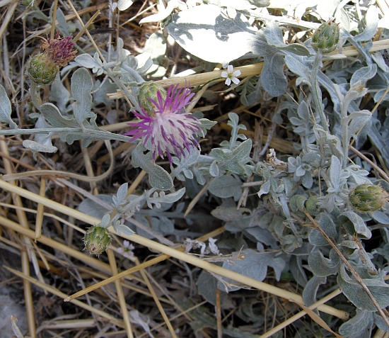 Centaurea scannensis / Fiordaliso del Sagittario